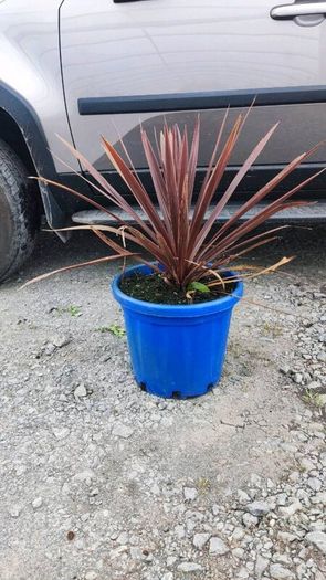 Portuguese Laurel Hedging from 5 euro