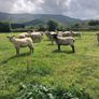 Hogget Ewes Image 4