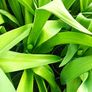 plants Image 6