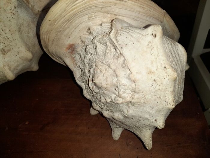 Pair Of Vintage Conch Shells