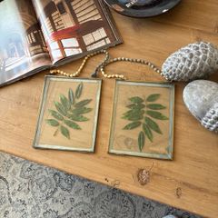 Folkster a pair of pressed leaves in frames