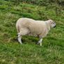 Cheviot Hoggets Image 2