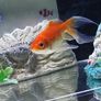 Fish tank Image 4