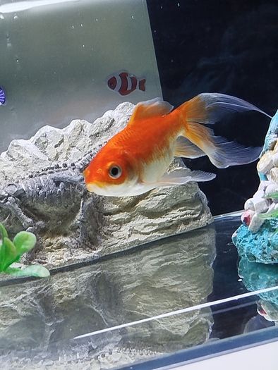 Fish tank