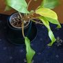 Philodendron Malaya Gold - Image 7