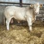Livestock Image 2