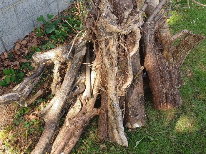 Free Firewood