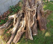 Free Firewood