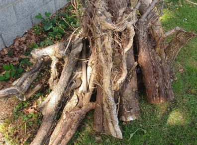 Free Firewood