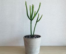 Pencil cactus, plant sale