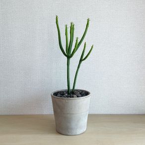 Pencil cactus, plant sale