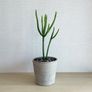 Pencil cactus, plant sale Image 3