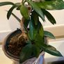 plant Image 2