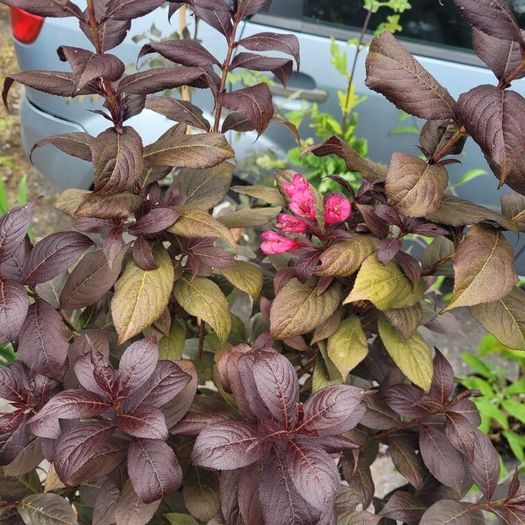 4 trees(copper beech and oak) and mature flowering shrubs