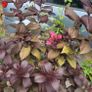4 trees(copper beech and oak) and mature flowering shrubs Image 2