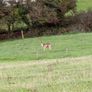Deer hunting Image 2