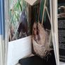 The Life of Birds by David Attenborough (HQ552) Image 5