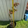 plant Image 3