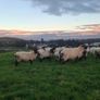 Quality breeding Ewes Image 8