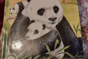 Ladybird (271)