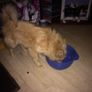 affordable dog grooming Image 4