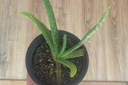 Aloe vera plant