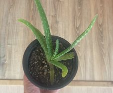 Aloe vera plant