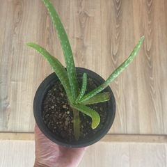 Aloe vera plant