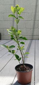 Evergreen shrub - Euonymus