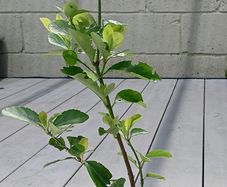 Evergreen shrub - Euonymus