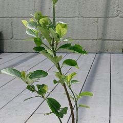 Evergreen shrub - Euonymus