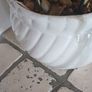 Mature spider plant in whiteceramic pot Image 3