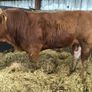 Bulls Image 2