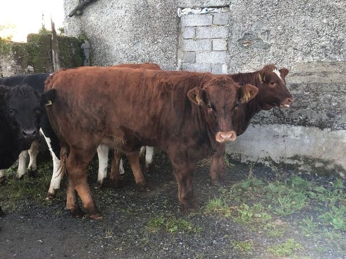 Coloured heifers for sale.