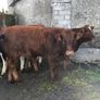 Coloured heifers for sale. Image 8