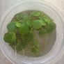 Fresh water plants and snails Image 4