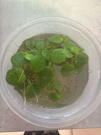Fresh water plants and snails