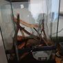 Snake,s royal ball python 2 mail and female Image 5
