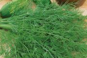 (D) Dill Mammut seeds 5g (123322)
