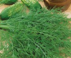 (D) Dill Mammut seeds 5g (123322)