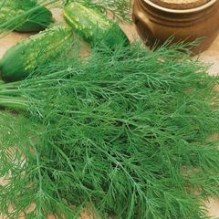 (D) Dill Mammut seeds 5g (123322)