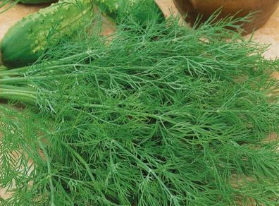 (D) Dill Mammut seeds 5g (123322)