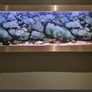 Shallow Fish Tank Image 3