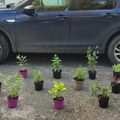16 super flowering plants/shrubs at a steal.