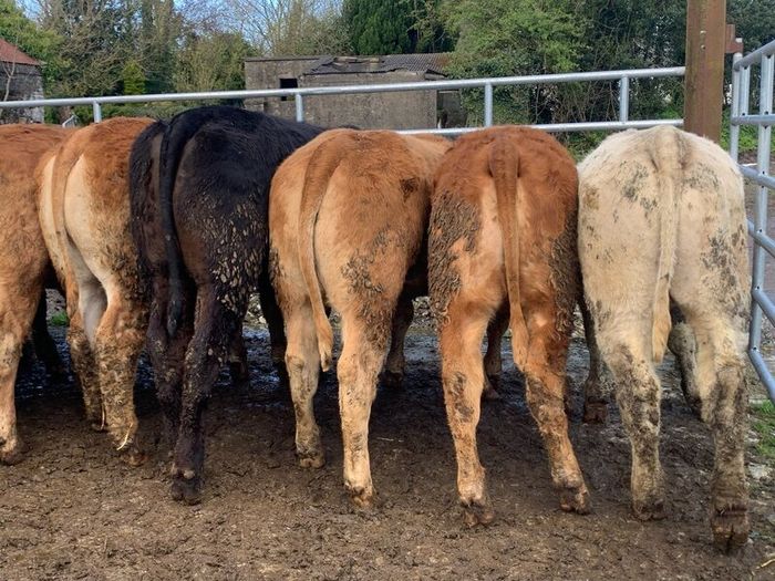 16 store heifers 390kg