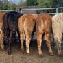 16 store heifers 390kg Image 6