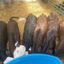 Strong Hereford & Aa Heifers Image 6