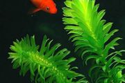 aquarium plant