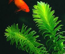 aquarium plant