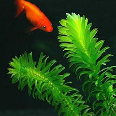 aquarium plant